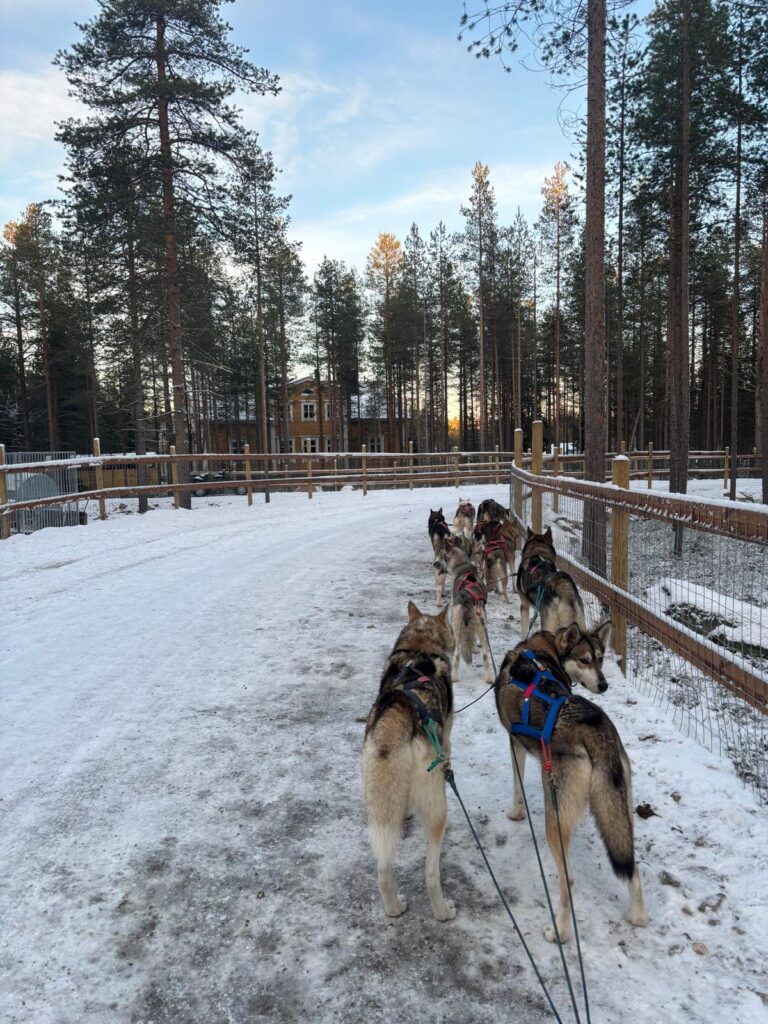 The huskies in their formation ready to pull the sled and Charlotte feeding a husky